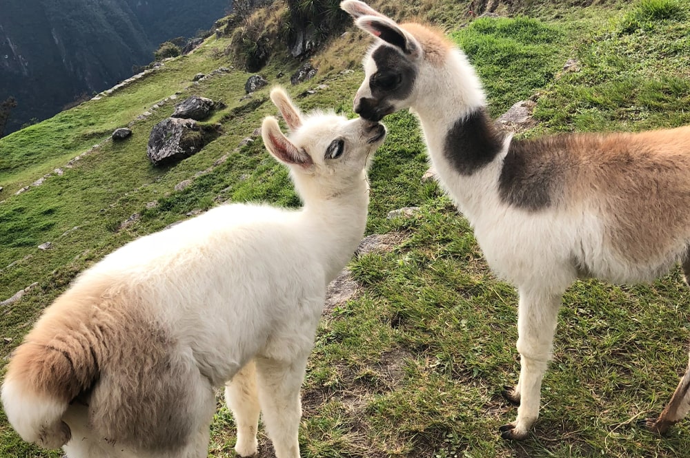 A List of 11 Animals with the Softest Fur