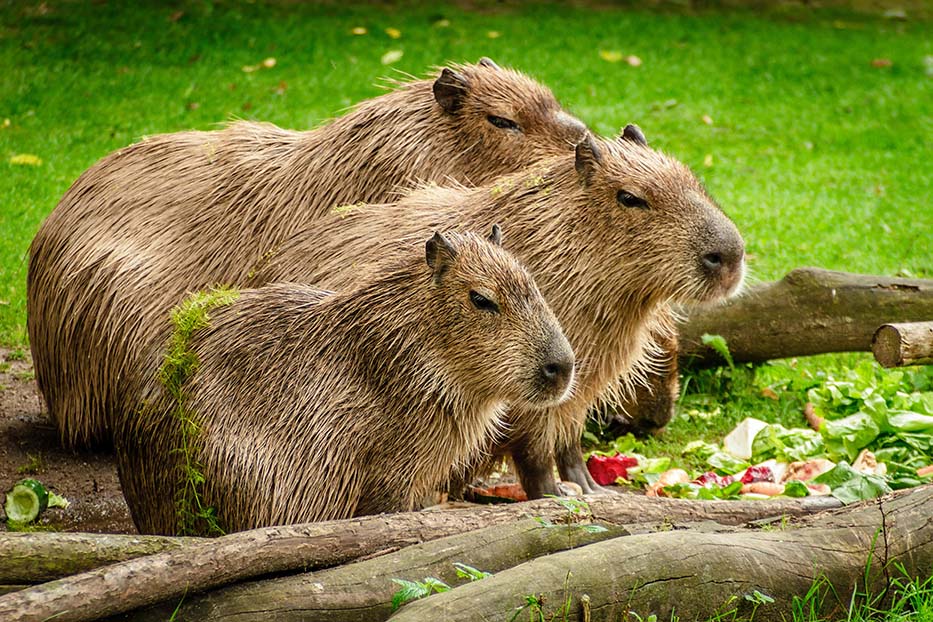 Is the Capybara Friendly? (Yes, and Here's Why)