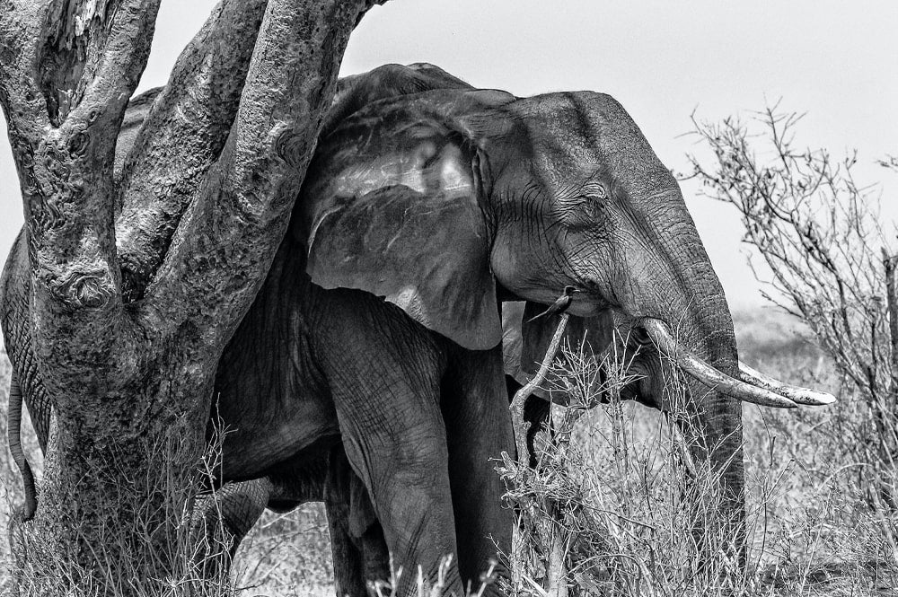 20 Animals That Sleep Standing Up